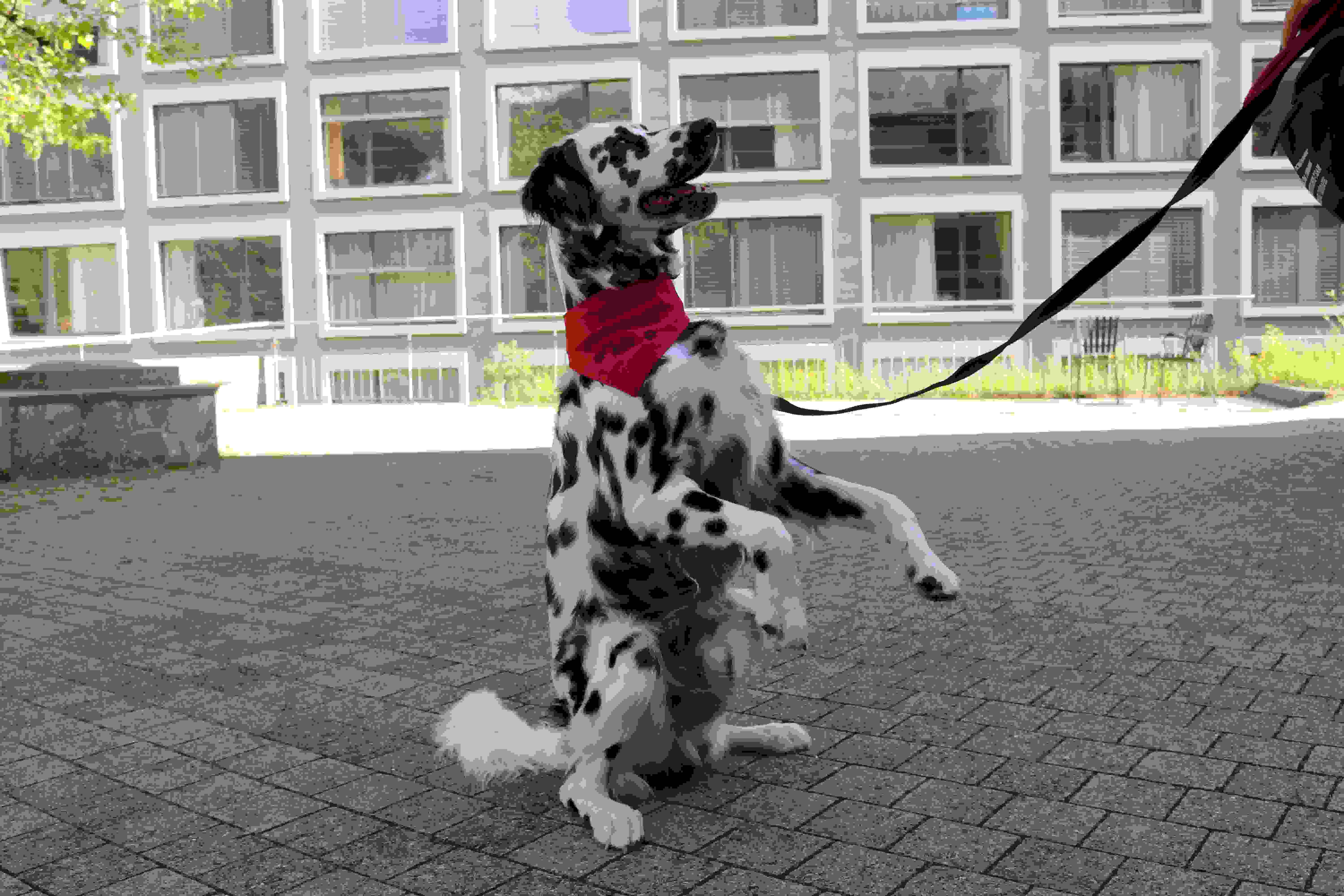 Hundetherapie