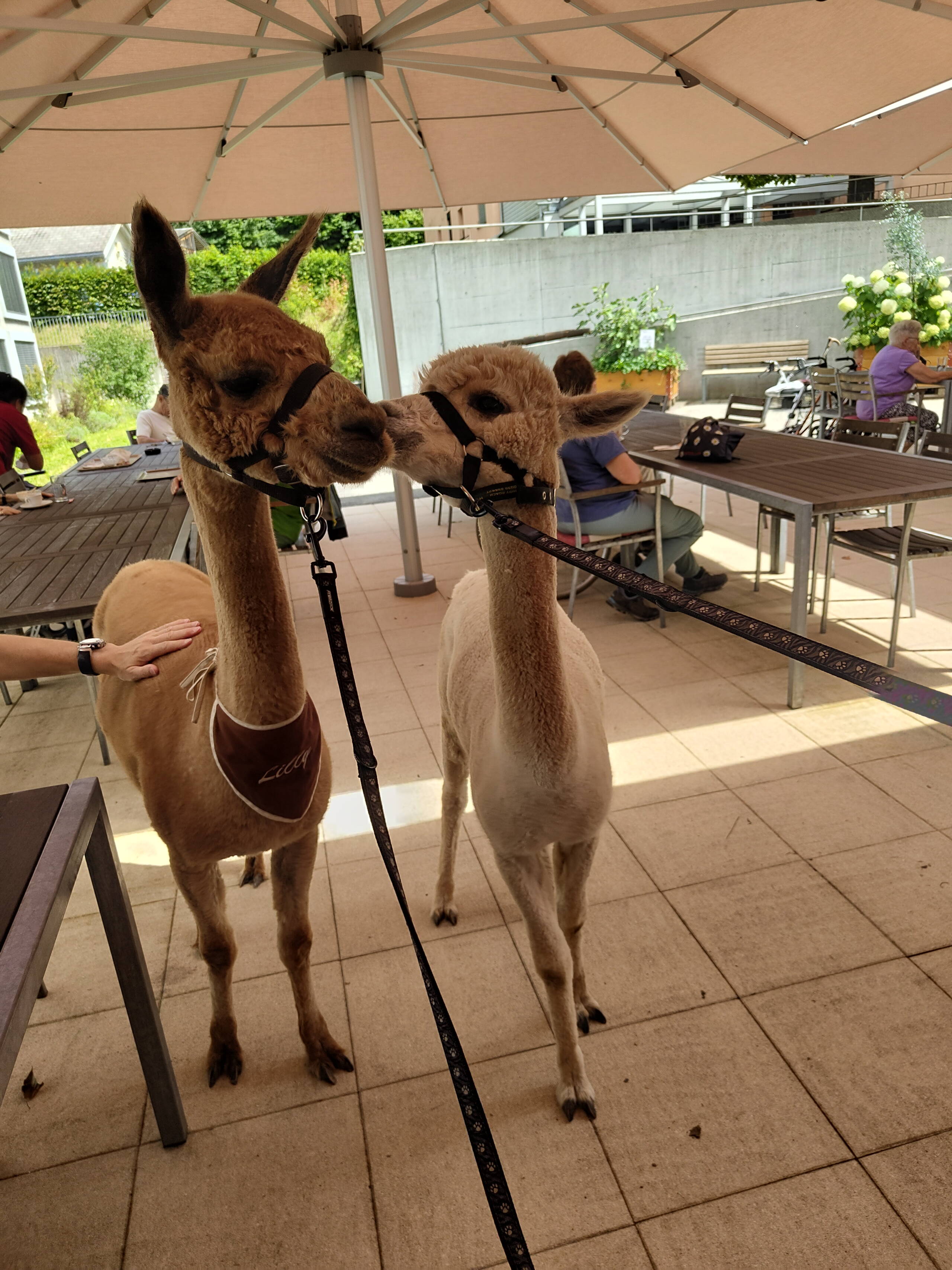 Zoom: img_20250723_145944063.jpg