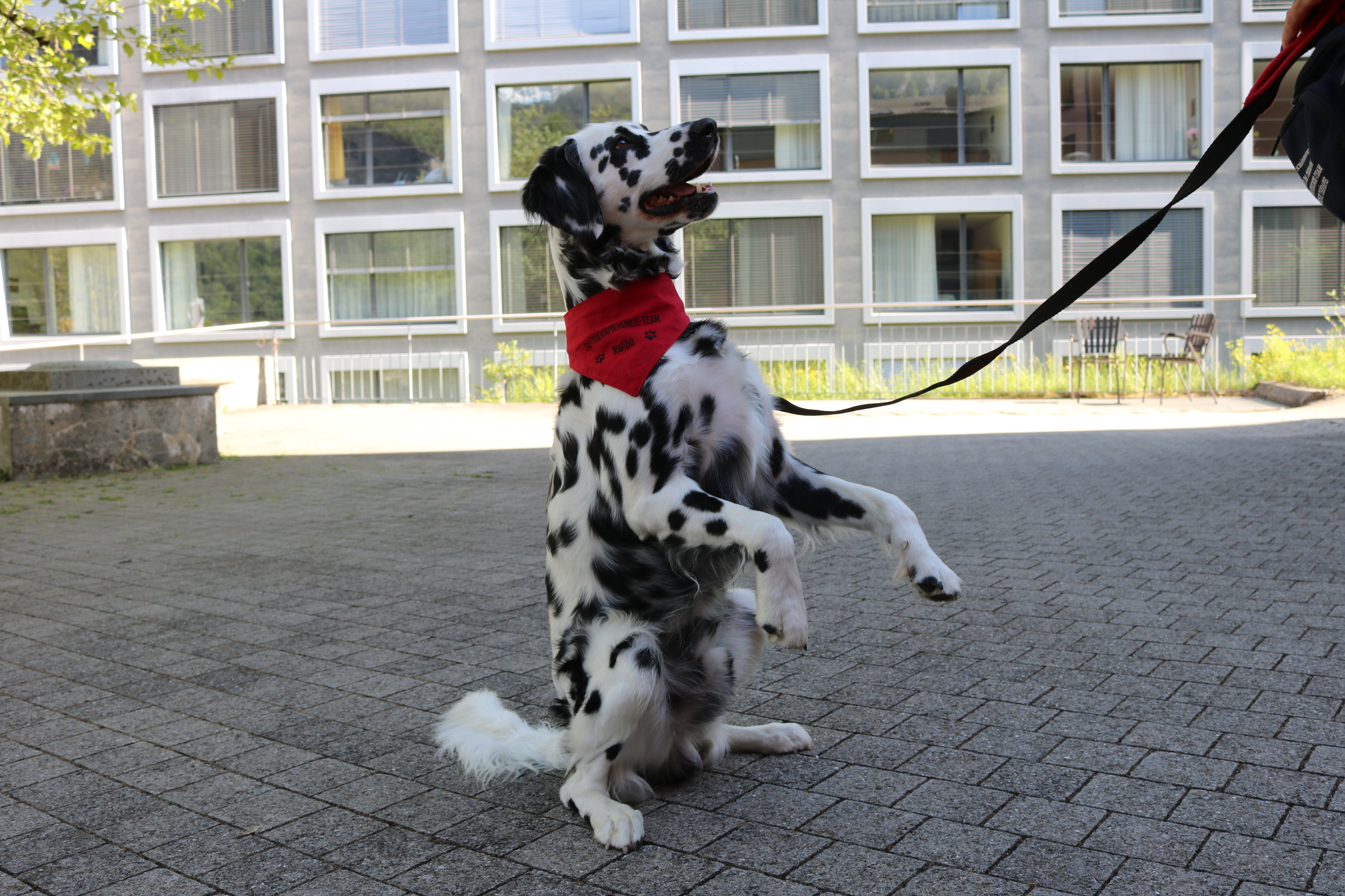 Hundetherapie